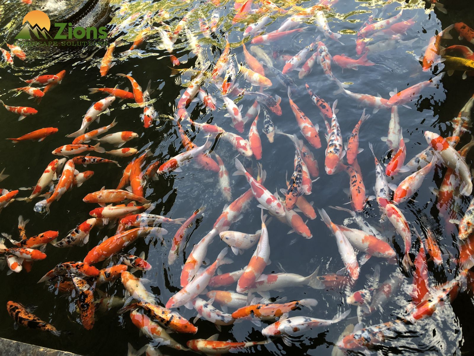 hồ cá koi