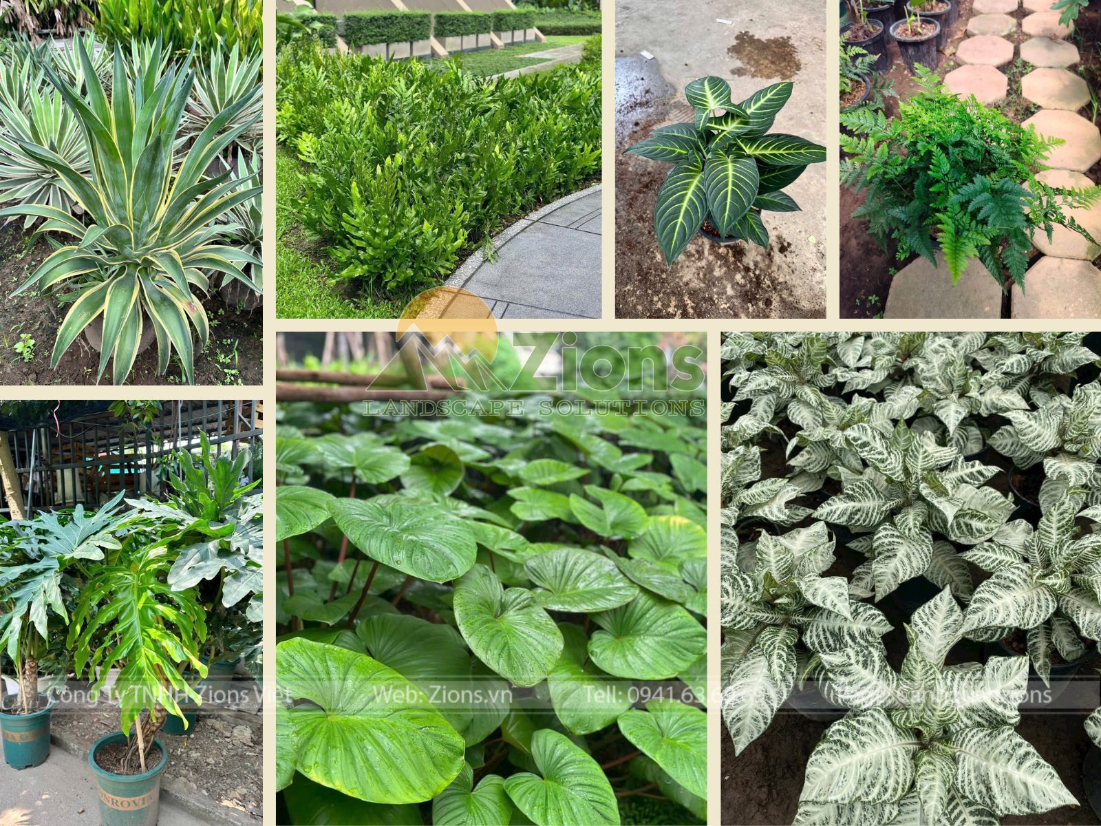 Cây cảnh nhiệt đới thiết kế sân vườn nhiệt đới - zions