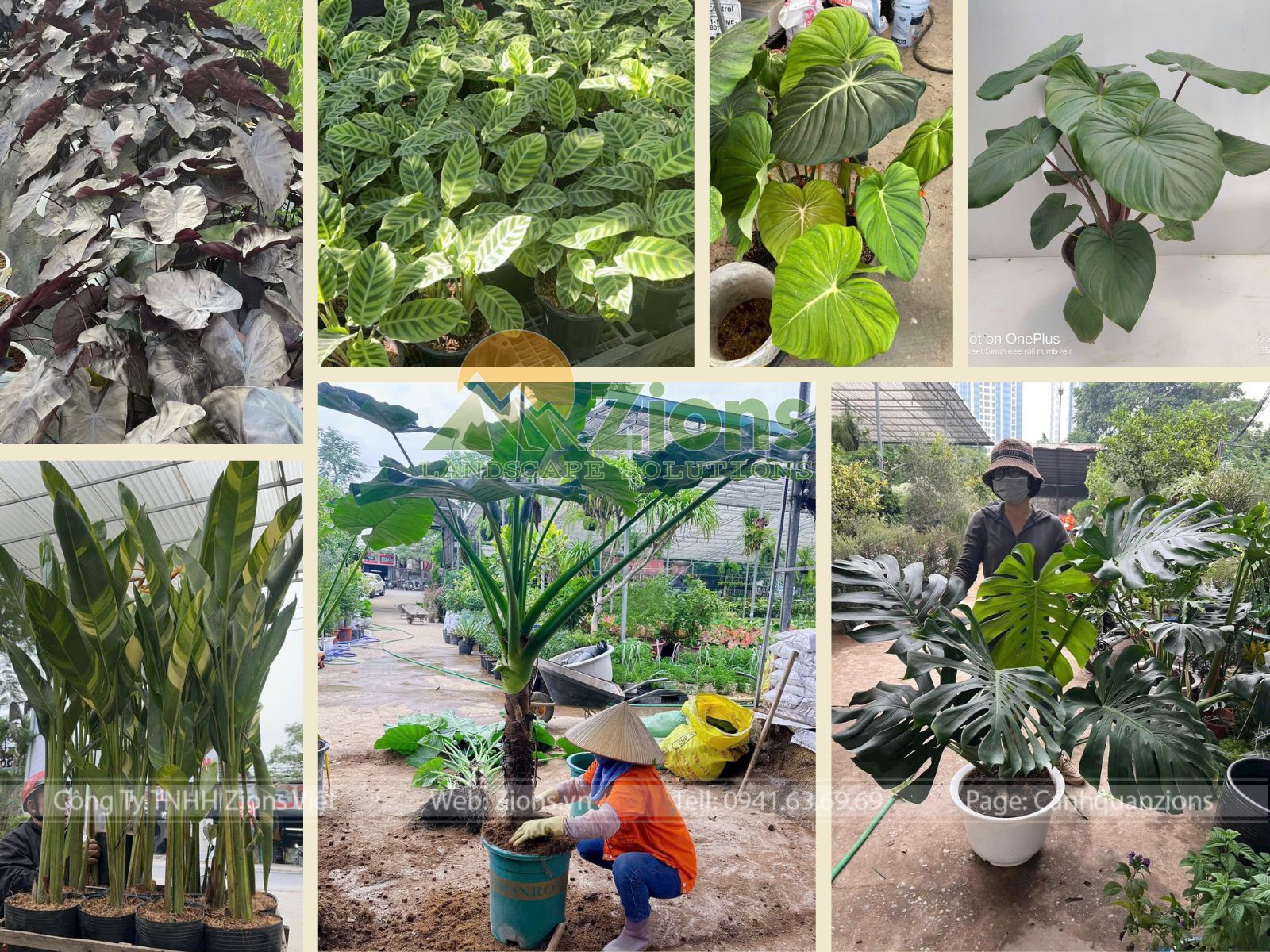 Cây cảnh nhiệt đới thiết kế sân vườn nhiệt đới - zions