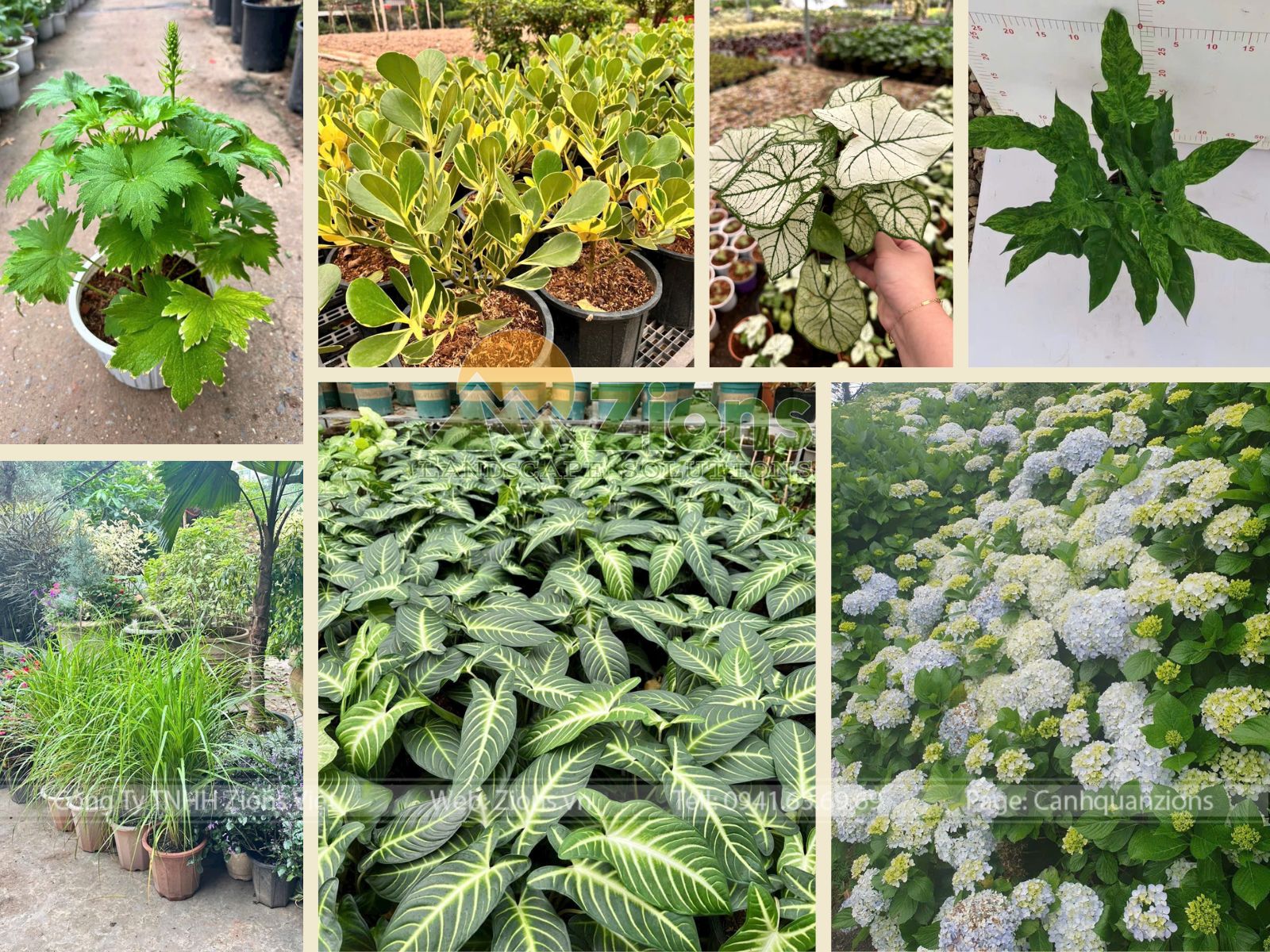 Cây cảnh nhiệt đới thiết kế sân vườn nhiệt đới - zions
