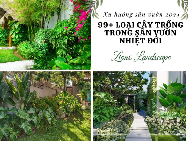 99 loại cây nhiệt đới trong sân vườn nhiệt đới