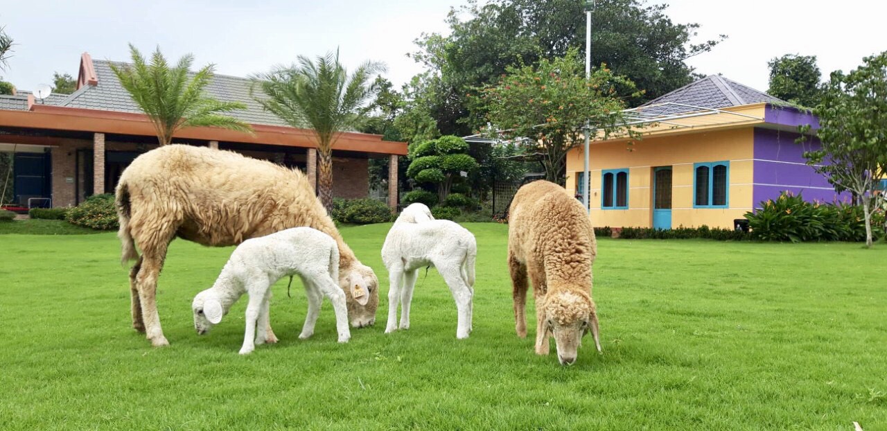 Trải nghiệm thú vị khi đến farmstay
